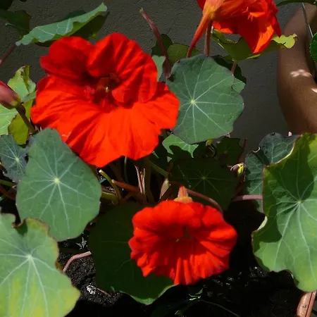 Cafe Alt Apartment *