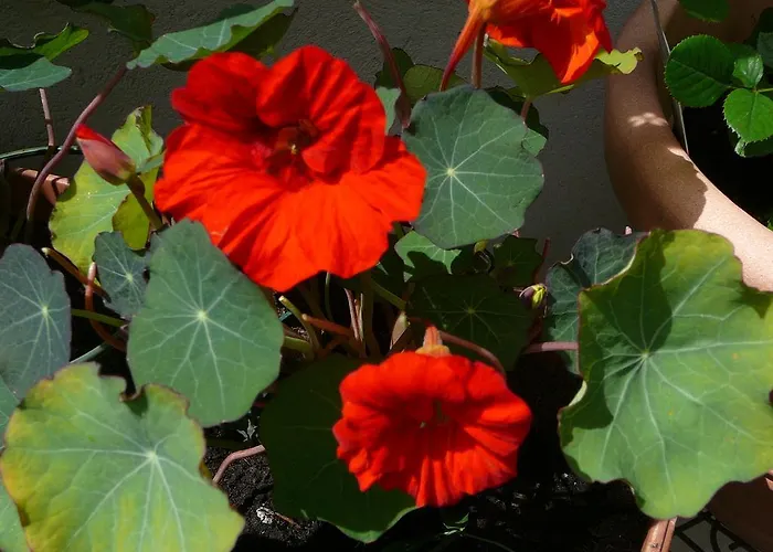 Café Alt Apartment *